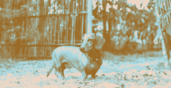 Dog Pass
